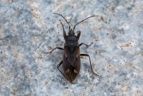 Réf. 226 898 : Eremocoris maderensis